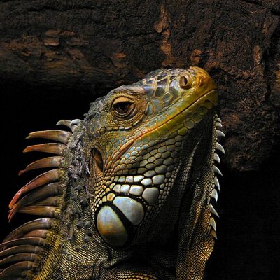 Profile Picture of Mike Dancy (@dancy_mike) on Twitter