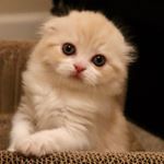 Profile Picture of House of Scottish Folds (@houseofscottishfolds) on Instagram