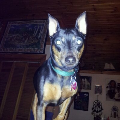 Profile Picture of Tammy Hatch (@prinpoms) on Twitter