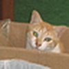 Profile Picture of Teaka's New Box (@Teaka's New Box) on Flickr
