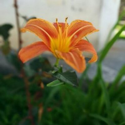 Profile Picture of Pasang Wangdi (@pwangdi) on Twitter