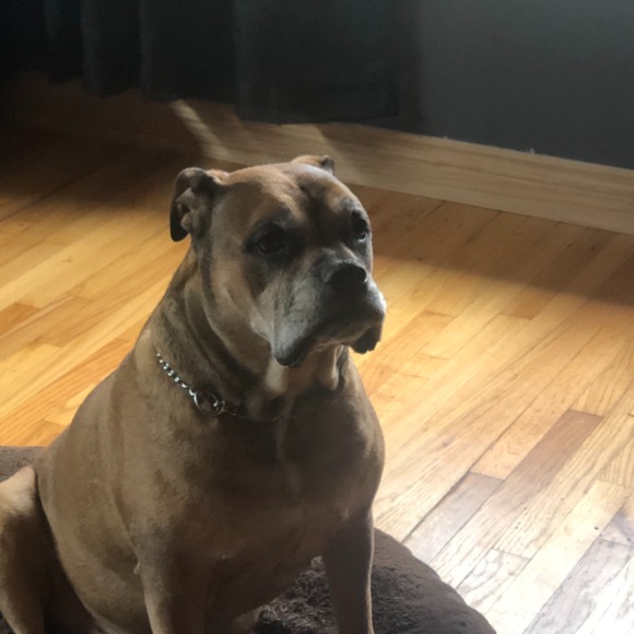 Profile Picture of Lisa Mostoller (@lisaandbutch) on Poshmark