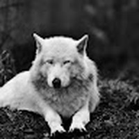 Profile Picture of Daniel Isakov 1 (@daniel-isakov-1-1) on Quora