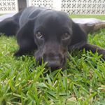 Profile Picture of Raven Stephens (@raventhespeagle) on Instagram