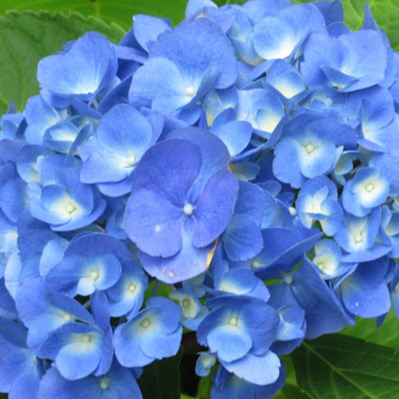 Profile Picture of Jenna Burrell (@shamrockmist) on Poshmark