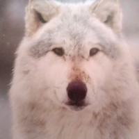 Profile Picture of Laurent Fournier (@laurent-fournier-7) on Quora