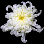 Profile Picture of Neil Ferrer (@edwardo_ferrero) on Instagram