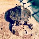 Profile Picture of PeterRüttensBrusthaartoupet (@peterruettensbrusthaartoupet) on Instagram