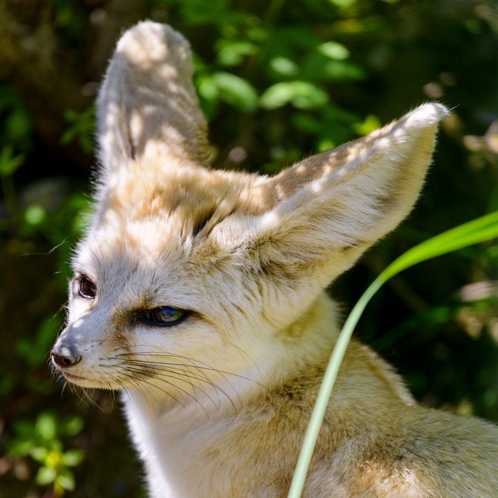 Profile Picture of 🥃Лисма🥃 (@lisasure2) on Tiktok