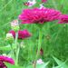 Profile Picture of Susie Ellen (@bellesisle) on Pinterest