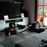 Profile Picture of Jimmy und Pepper (@jimmyandpepper) on Instagram
