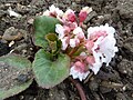 Bergenia ciliata - Wikipedia Profile Picture of Bergenia ciliataon Wikipedia
