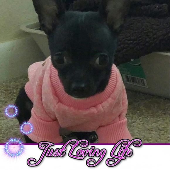 Profile Picture of Lisa Hessler (@lisa0617) on Poshmark