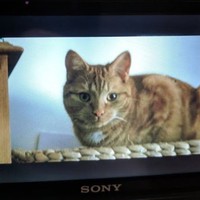 Toby Mcallister - Quora Profile Picture of Toby Mcallister (@toby-mcallister-2) on Quora