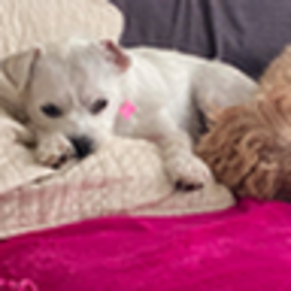 Jett Mirkovich - Poshmark Profile Picture of Jett Mirkovich (@jettmirkovich) on Poshmark