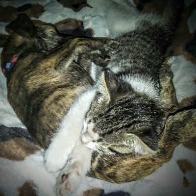 Profile Picture of Katelyn Roy (@Katelyn14048527) on Twitter