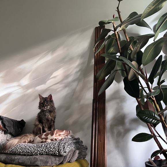 Profile Picture of Mackenzie Hillebrecht (@mhillebrecht) on Poshmark