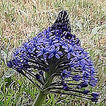 Profile Picture of Doris Atkinson (@deeandnanna) on Flickr