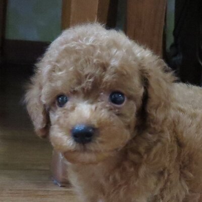 Profile Picture of Charles Woo (@STAC_ASU) on Twitter