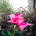 Profile Picture of Lisa Heisel (@Lisa-Heisel) on Facebook