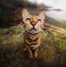 Profile Picture of Link Allison (@link.allison.144) on Facebook
