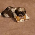 Profile Picture of Cindy Eckert (@cindy_eckert1) on Instagram