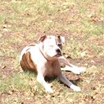 Profile Picture of Gregory Shearin (@gregoryshearin) on Instagram