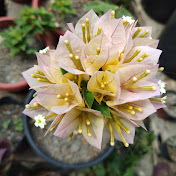 Profile Picture of Rose Pascua (@rosepascua5721) on Youtube