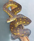 Profile Picture of Simalia nautaon Wikipedia