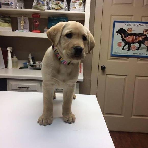 Profile Picture of Priscilla Torti (@ptorti71) on Poshmark