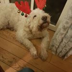 Profile Picture of Yoshi Tyler Hiltermann (@yoshi_tyler) on Instagram