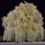 Profile Picture of Joseph 'Joey' Mancilla (@bicho5639) on Instagram