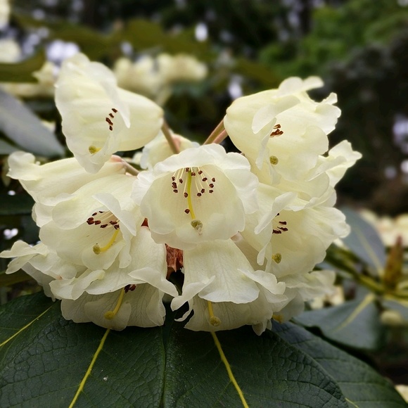 Profile Picture of Michelle Daldine (@bellelynnd) on Poshmark