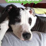 Profile Picture of Finn, Dexter e Eileen 🐾 (@terriers_cat) on Instagram