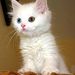 Profile Picture of Sevilay Kalafatcıoğlu (@kalafatcolu) on Pinterest