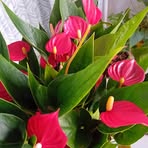 Profile Picture of Eugenia Herte (@Eugenia-Herte) on Facebook