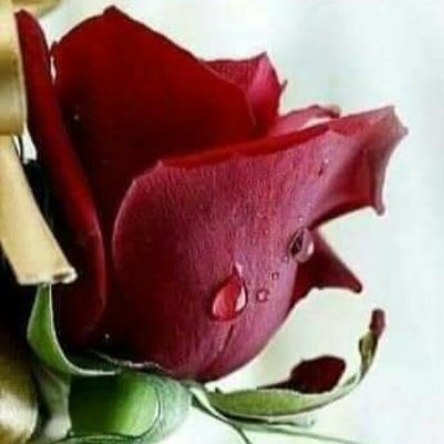 Profile Picture of Barbara Tocco (@BarbaraTocco8) on Twitter