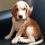 Profile Picture of Mace The Beagle and Cody Too (@mace_thebeagle) on Instagram