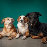 Profile Picture of Lola's Lucky Day (@lolasluckyday) on Instagram