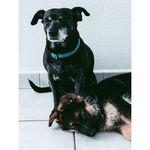 Profile Picture of Seth & Maloya (@seth_and_maloya) on Instagram