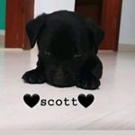 Profile Picture of Scott (@scott.labrador.black) on Instagram