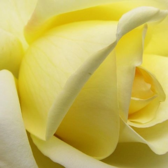 Profile Picture of Sherry Stauffer (@sherry_stauffer) on Poshmark