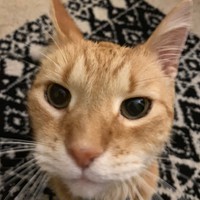 Profile Picture of Logan Emerson (@logan-emerson-4) on Quora