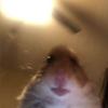 Profile Picture of David Rothberg (@@davidrothberg) on Tiktok