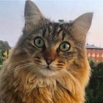 Profile Picture of Leo-Kimi-Kylie (@leo_kimi_kylie_the.cats) on Instagram