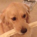 Molly Murphis Bubbles Grimes - Instagram Profile Picture of Molly Murphis Bubbles Grimes (@molly_the_dogggg) on Instagram