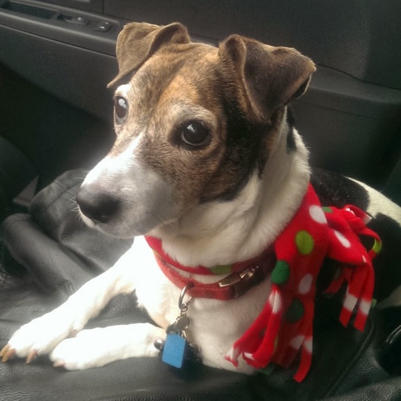 Profile Picture of Lisa Zebrowski (@lisazebrowski) on Poshmark