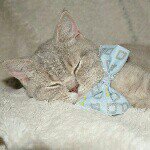 Olive, Miles, Ben & Gus - Instagram Profile Picture of Olive, Miles, Ben & Gus (@furry_meow_meow) on Instagram