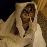 Profile Picture of Bobbie Jo Hansen (@bobbiejohansen) on Instagram