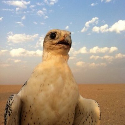 Profile Picture of ابو محمد (@KarabashSalem) on Twitter